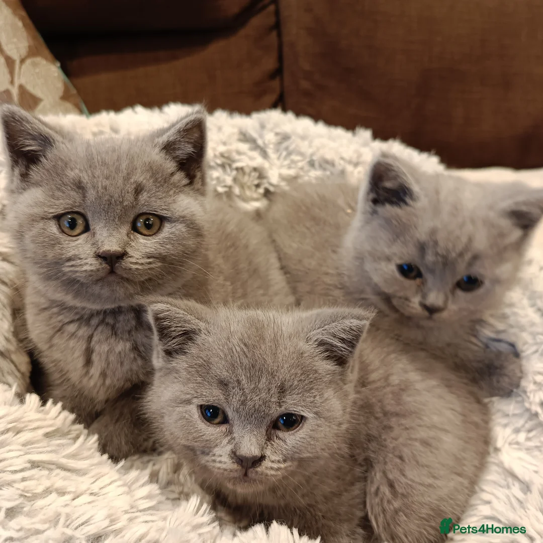 British Shorthair cats for sale: Blue British shorthairs kittens with GCCFpedigree in Taunton - Advert 2
