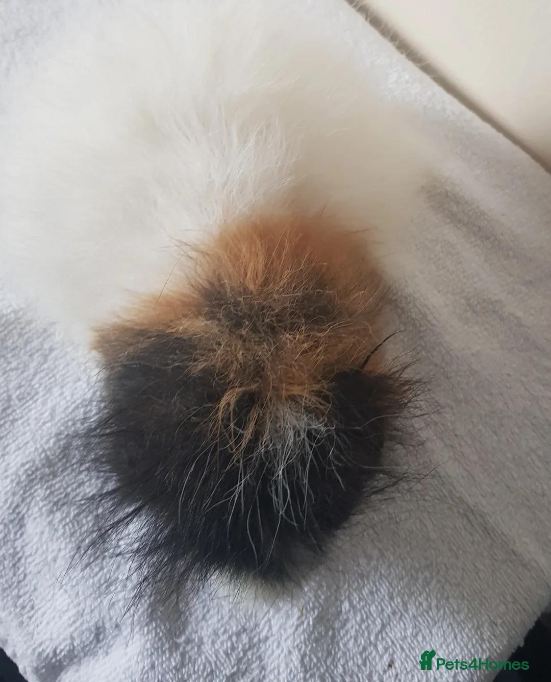Guinea Pig rodents for sale: Swiss Guinea Pig Boar - Advert 4