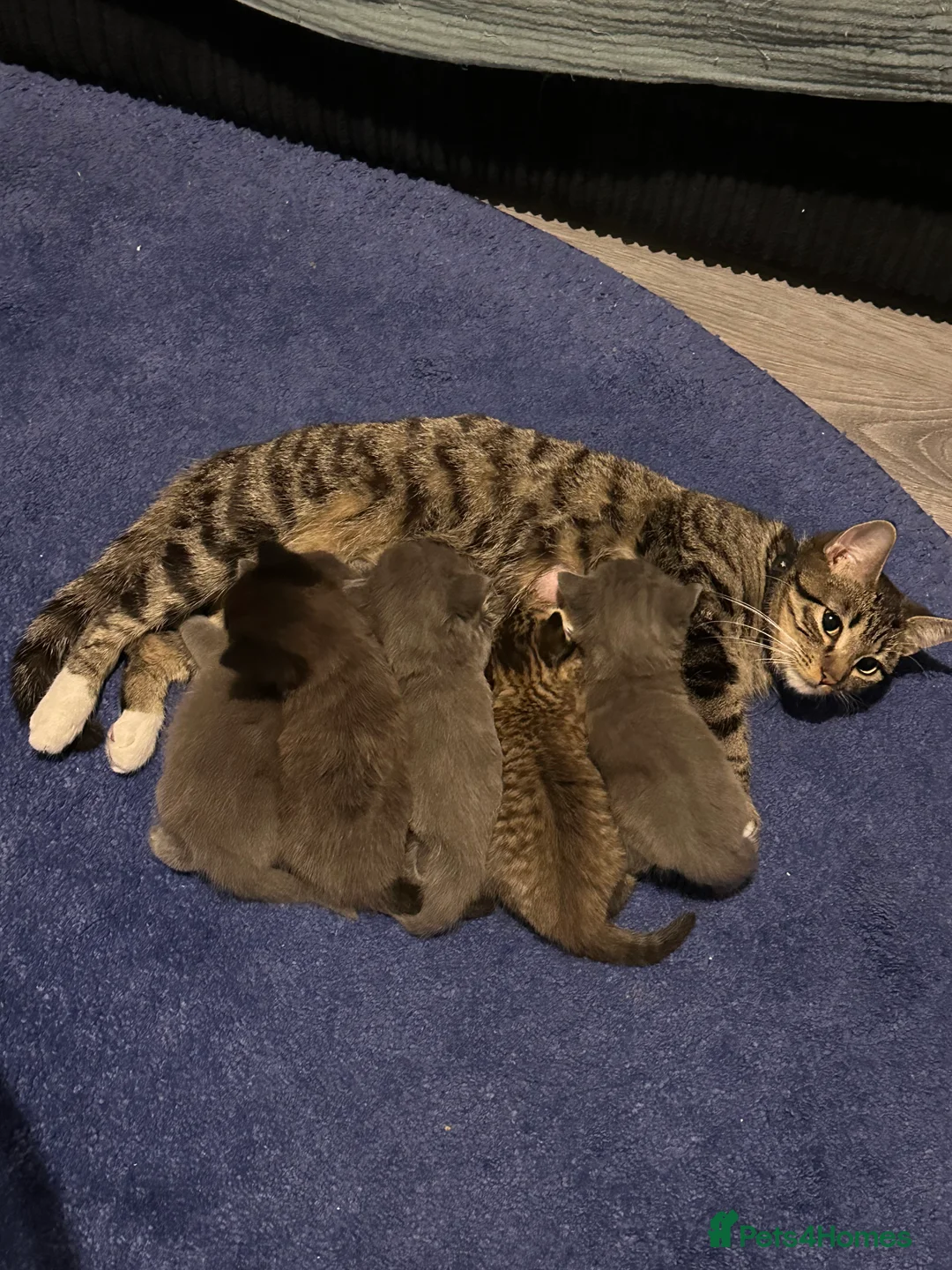 British Shorthair cats for sale: British shorthair mix kittens  - Advert 1