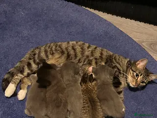 British Shorthair cats British shorthair mix kittens - Advert 2