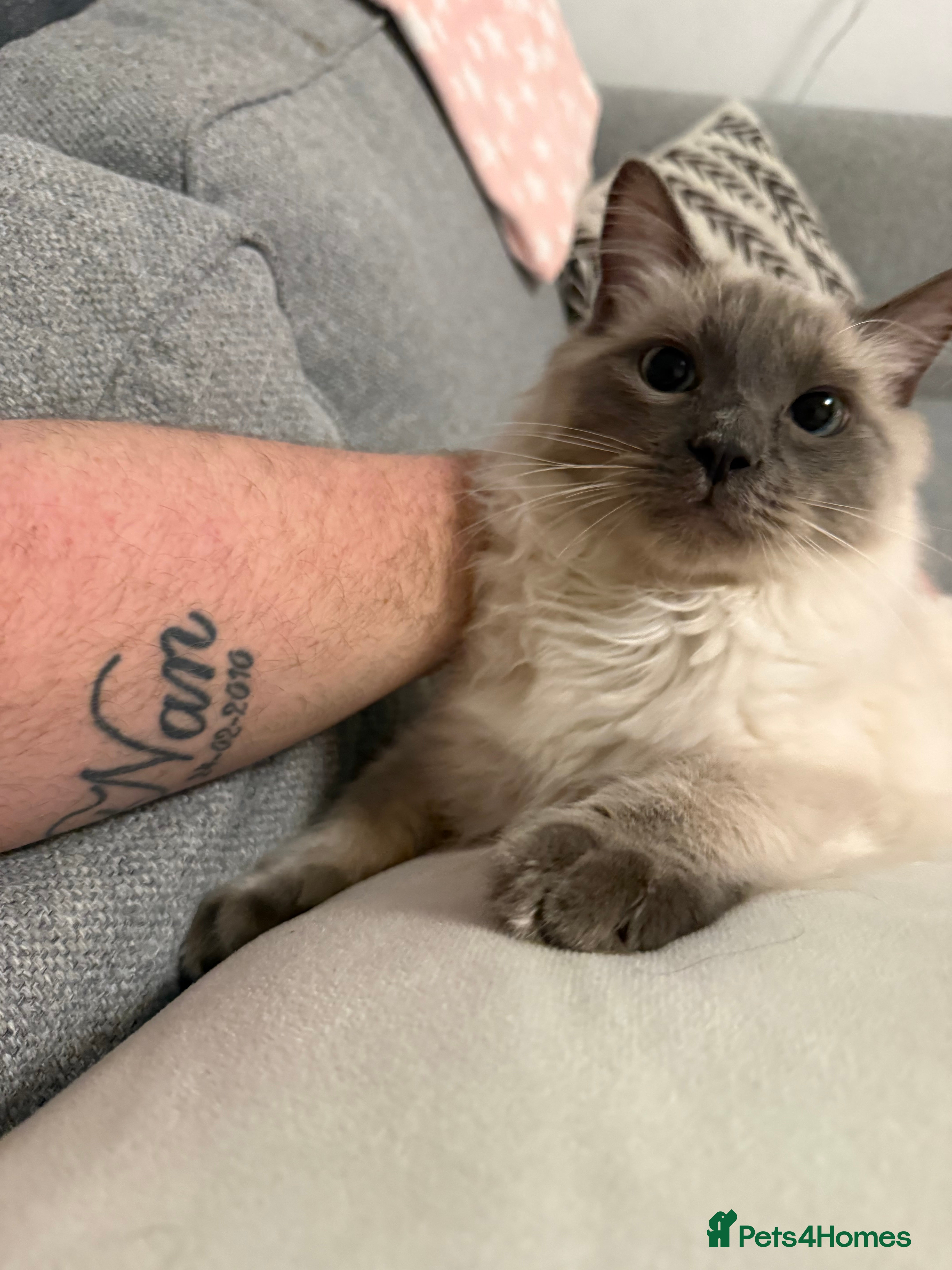 Ragdoll cats Beautiful Ragdoll Boy in Newcastle - Advert 1