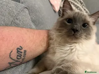 Ragdoll cats Beautiful Ragdoll Boy in Newcastle - Advert 1