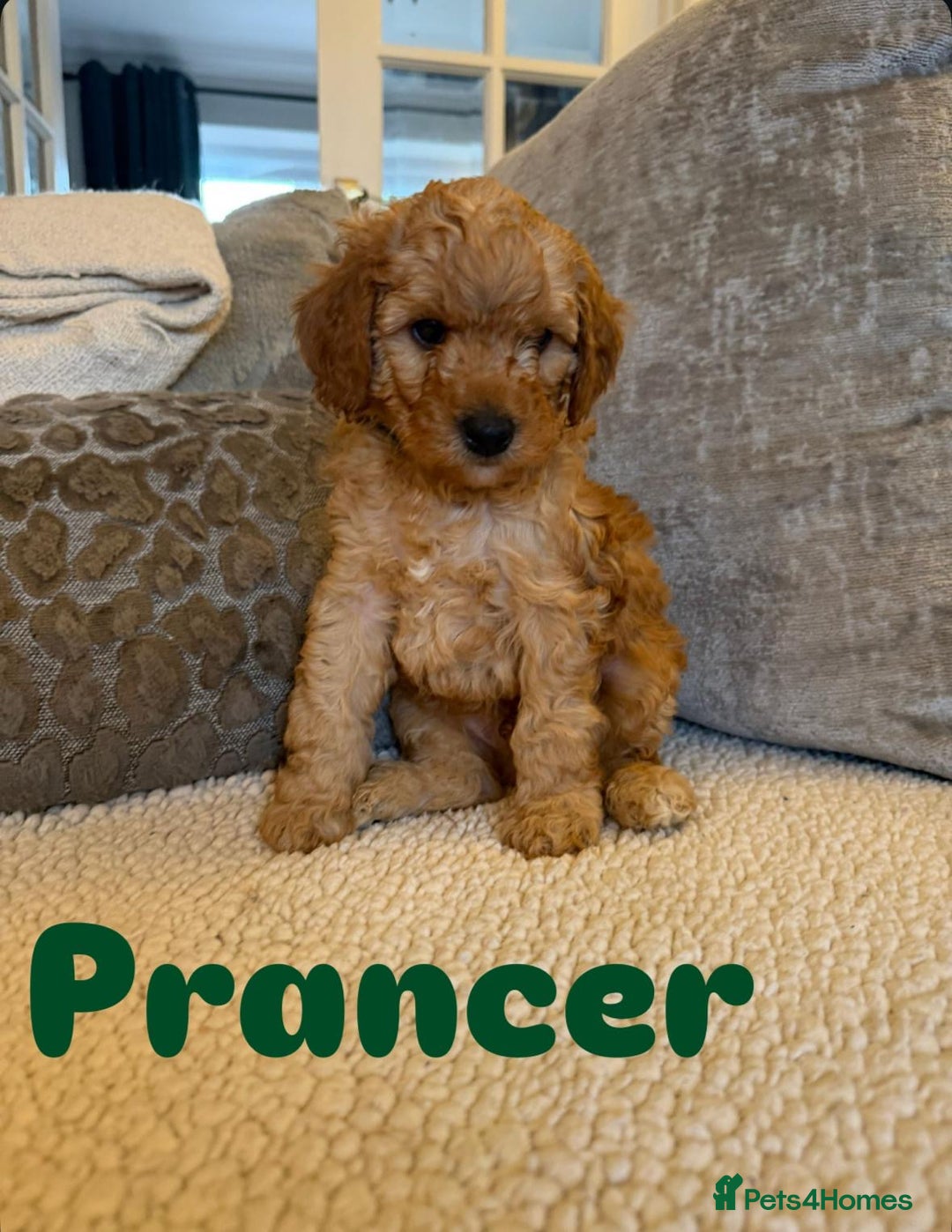 Cavapoo dogs for sale: Beautiful F1B cavapoo “teddy bear” puppies  - Advert 8