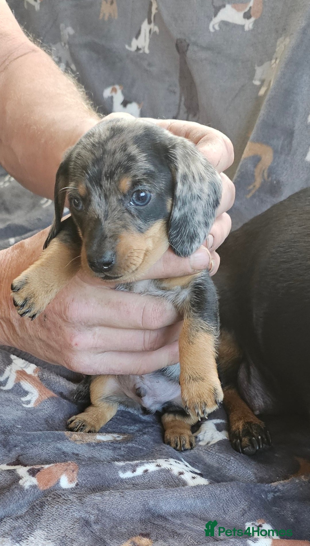 Miniature Dachshund dogs for sale: Miniature Dachshunds Puppies - Image 5