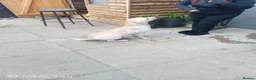 Labrador Retriever dogs for sale: Labrador adult female looking for a home - Advert 2