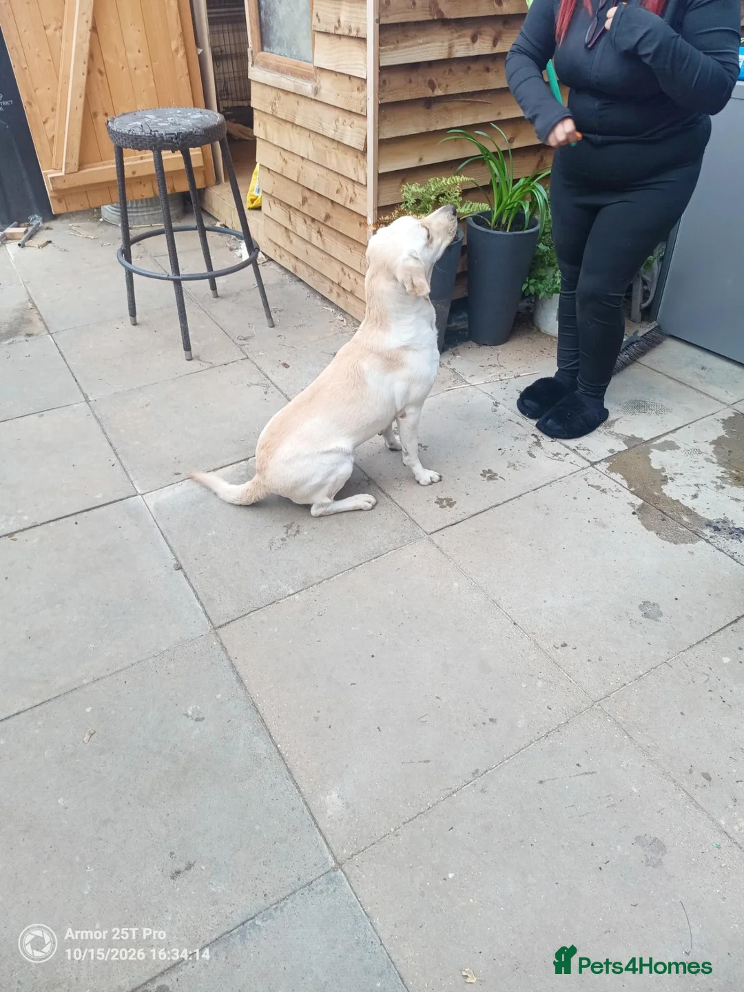 Labrador Retriever dogs for sale: Labrador adult female looking for a home - Advert 2
