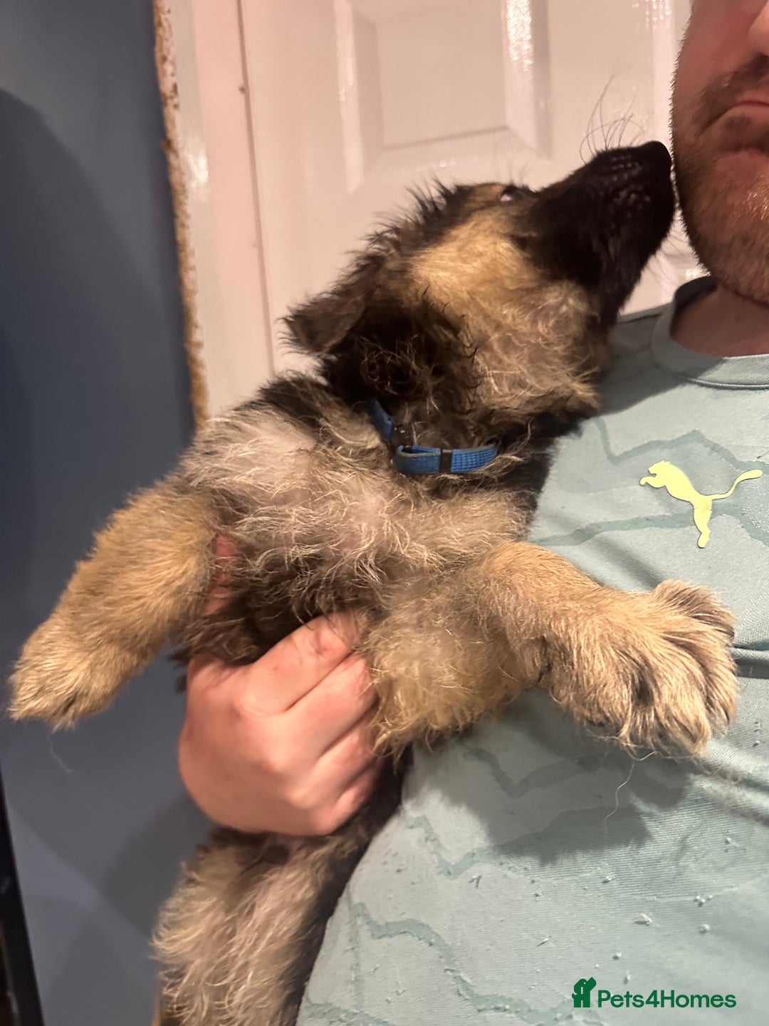 German Shepherd dogs for sale: German Shepherd puppies *Open to sensible offers* - Advert 22