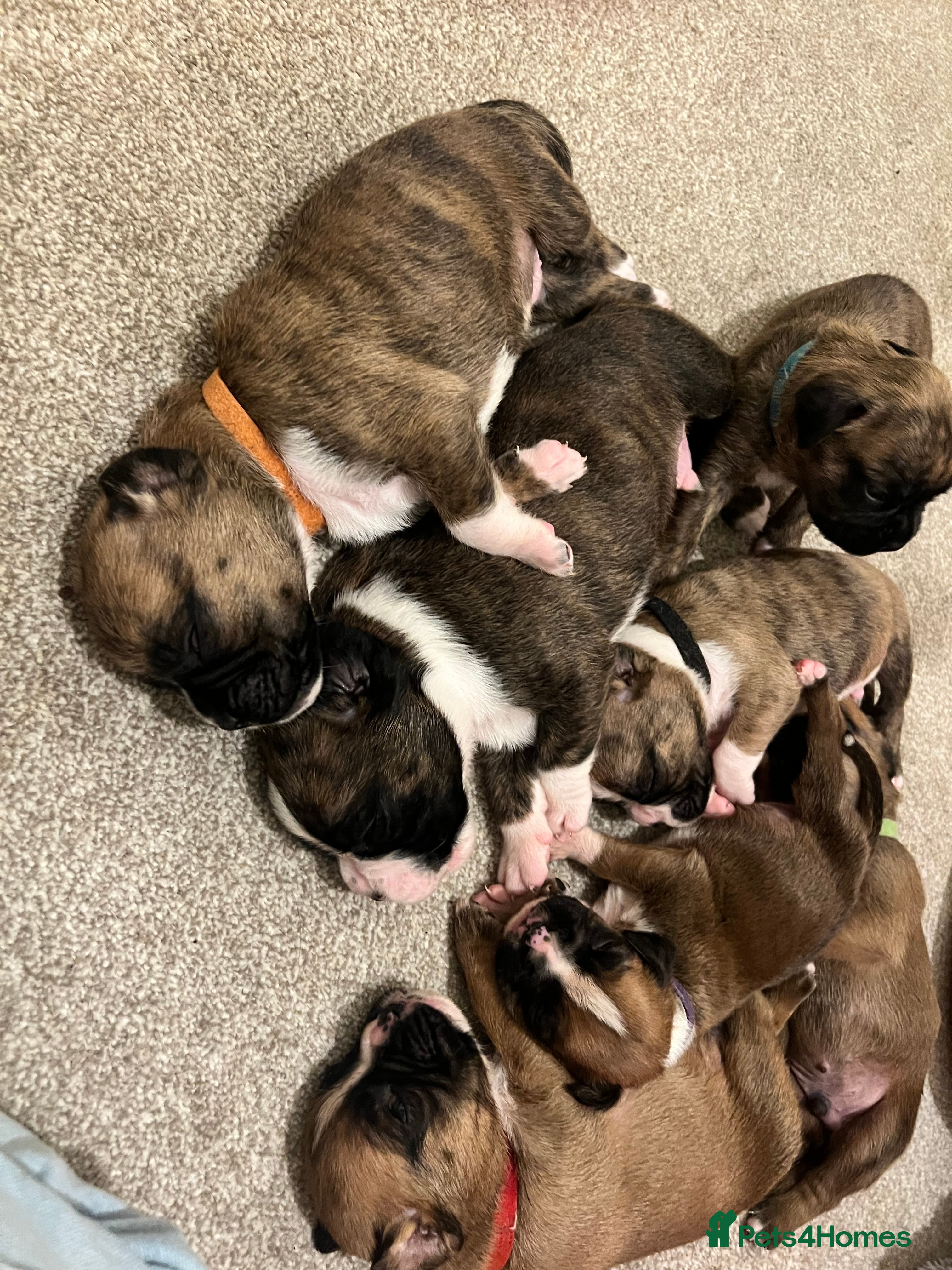 Boxer dogs Boxer pups 4 boys and 1 girl left  - Advert 5