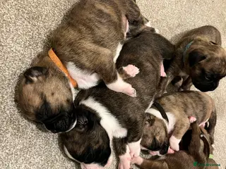 Boxer dogs Boxer pups 4 boys and 1 girl left - Advert 5