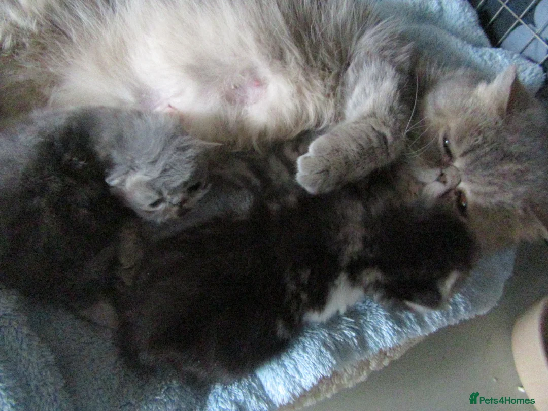 Persian cats for sale: Adorable female Persian kittens - Advert 1