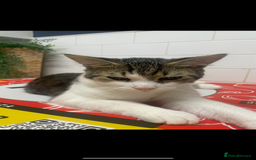 Mixed Breed cats for sale: Bowie and Bean 2 male 10 month old cats for sale  - Image 7