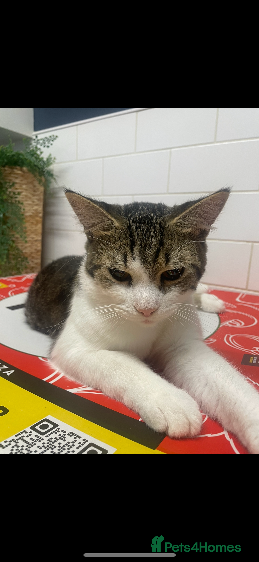 Mixed Breed cats for sale: Bowie and Bean 2 male 10 month old cats for sale  - Image 7