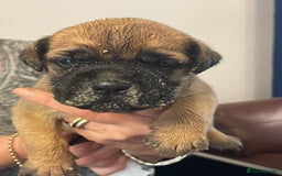 Bullmastiff dogs for sale: Stunning Bullmastiff pups  - Image 6