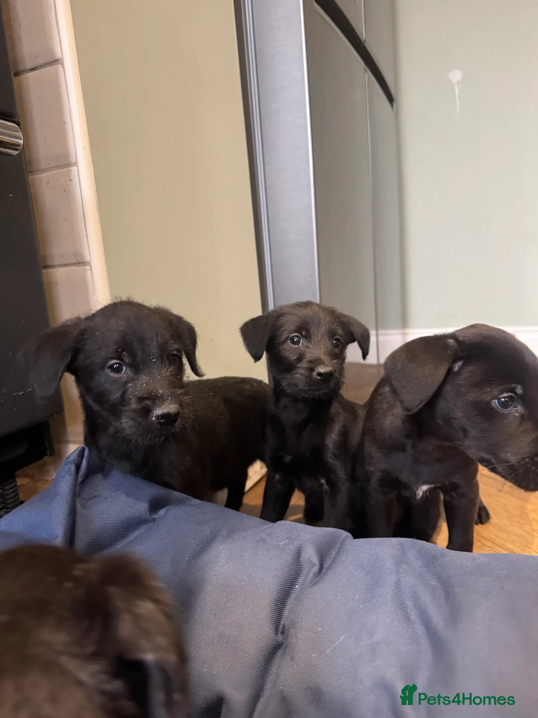 Mixed Breed dogs for sale: Labrador X lurcher  - Advert 8