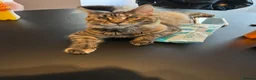 Maine Coon cats for sale: Female Maine coon in Plymouth - Advert 3