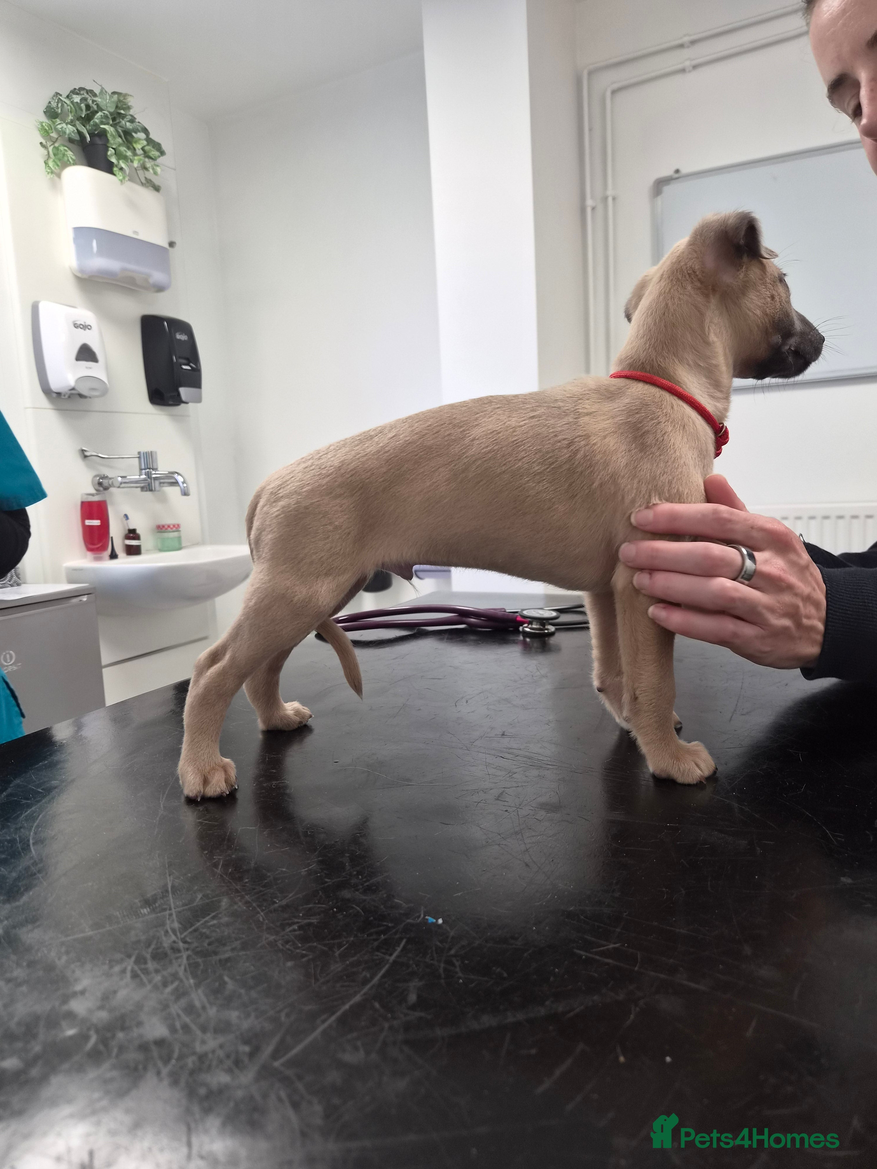 Whippet dogs Fawn Whippet puppys - Advert 2