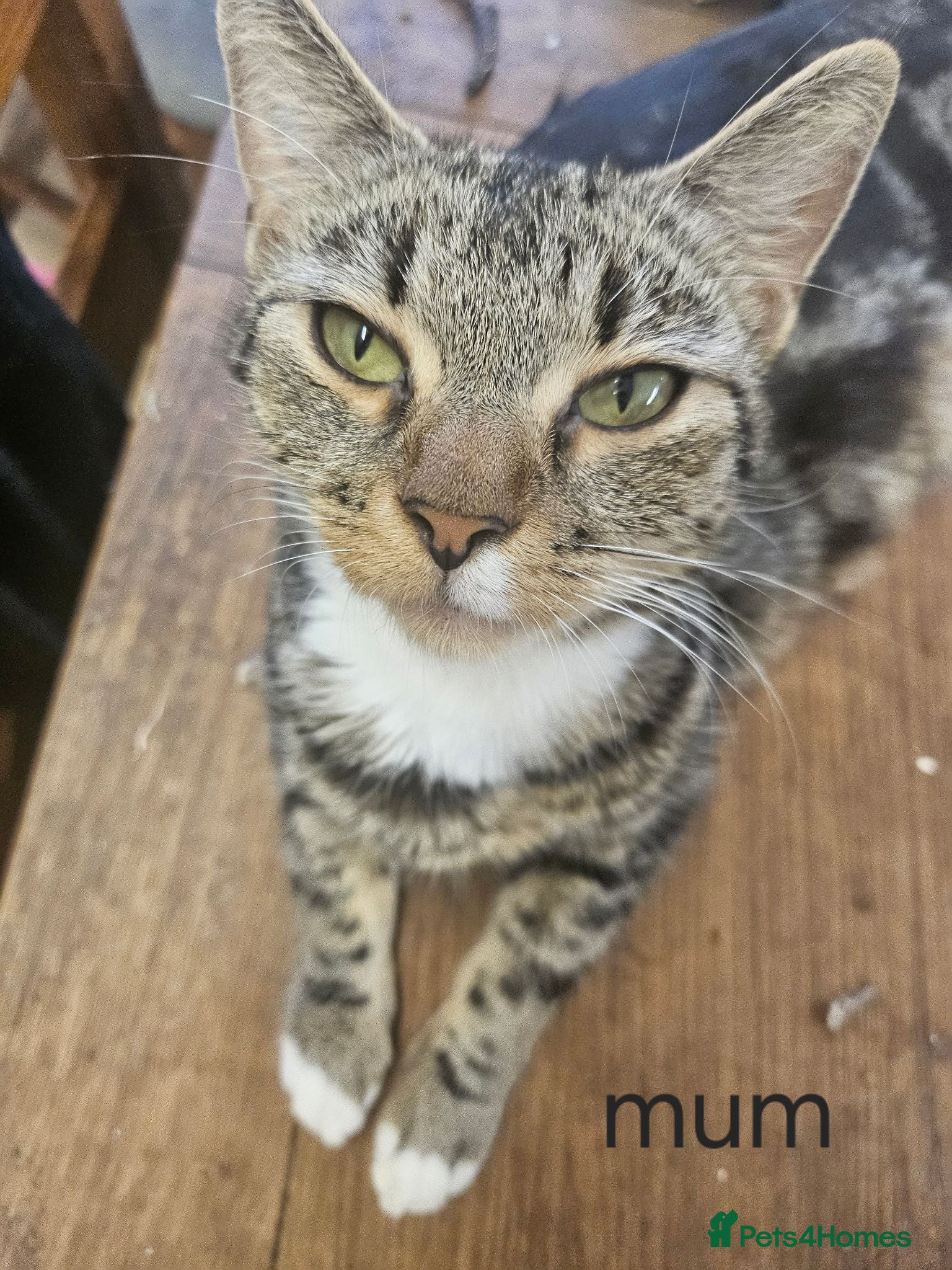 Mixed Breed cats 4 Kittens for sale - Advert 15