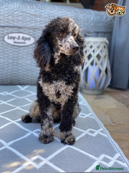 Miniature Poodle dogs HEALTH TESTED MERLE MIN POO CARRIES CHOC & PHANTOM in Chippenham - Advert 21