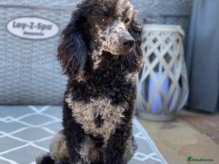 Miniature Poodle dogs in Chippenham - Advert 2