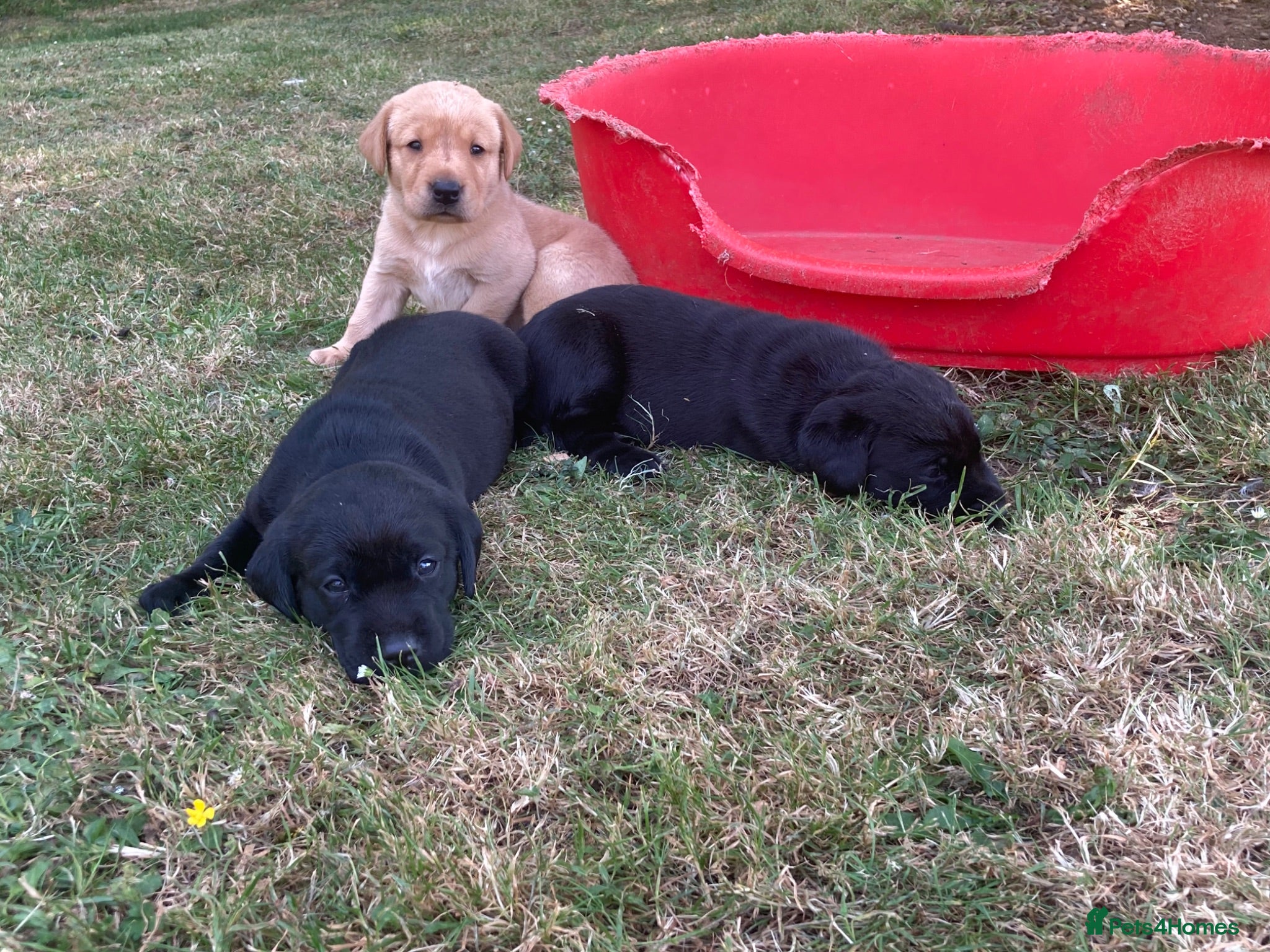 Labrador Retriever dogs Working Labrador puppies - Advert 1