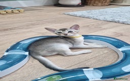 Abyssinian cats for sale: SILVER Abyssinian kittens - Image 1