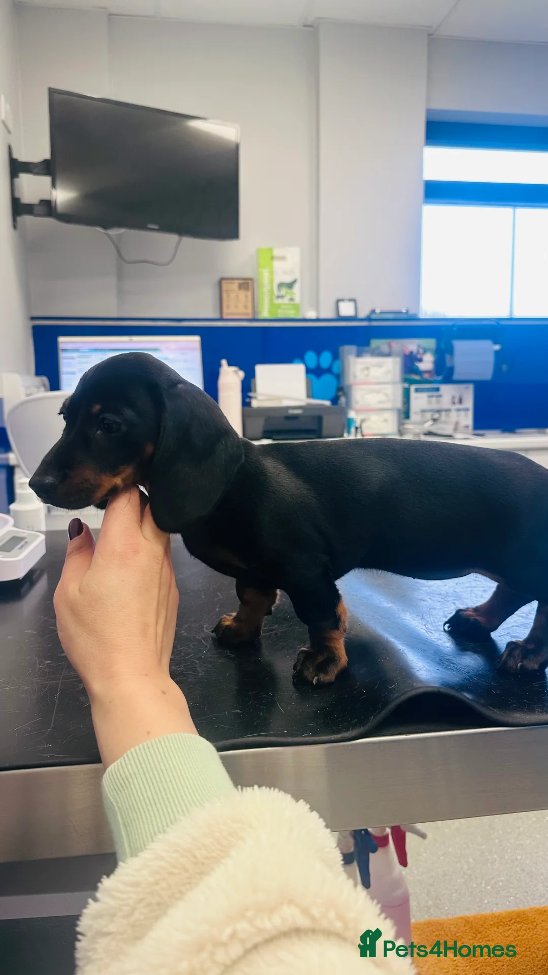 Miniature Dachshund dogs for sale: Miniature dachshund girl  - Advert 3