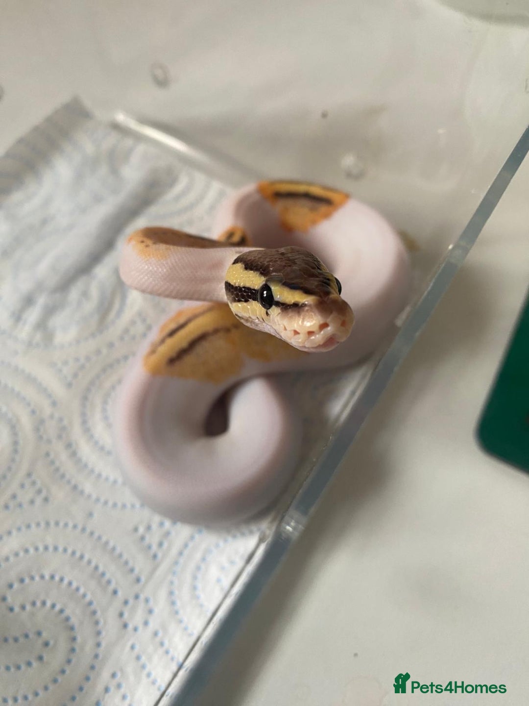 Python Snake reptiles for sale: Cb25 female superfly gene X pied - Advert 1