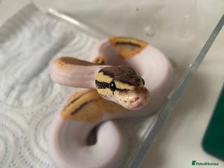 Python Snake reptiles Cb25 female superfly gene X pied - Advert 2