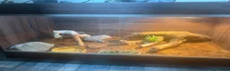 Bearded Dragon reptiles for sale: Male beaded dragon age 2  in Leeds - Advert 3
