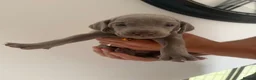 Weimaraner dogs for sale: Stunning 💙&🩶 KC Registered Weimaraner pups 🩷&💙 - Advert 8