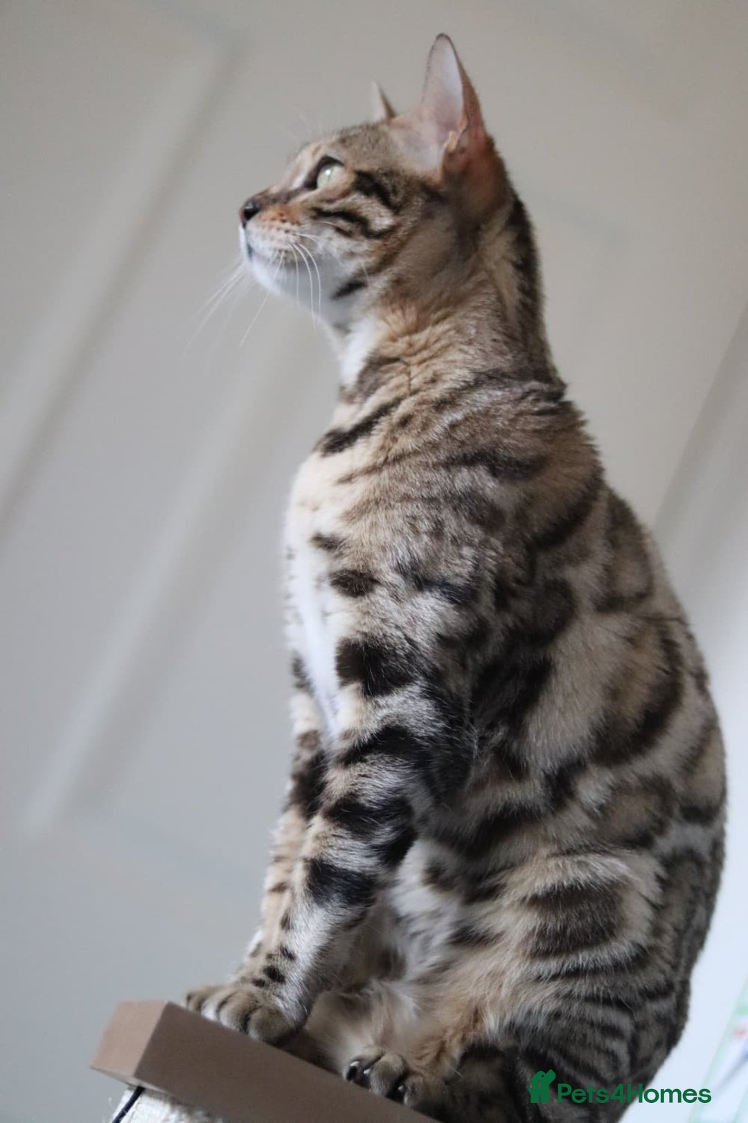 Bengal cats for sale: Imported Seal Sepia Bengal Queen– Proven – Active - Advert 7