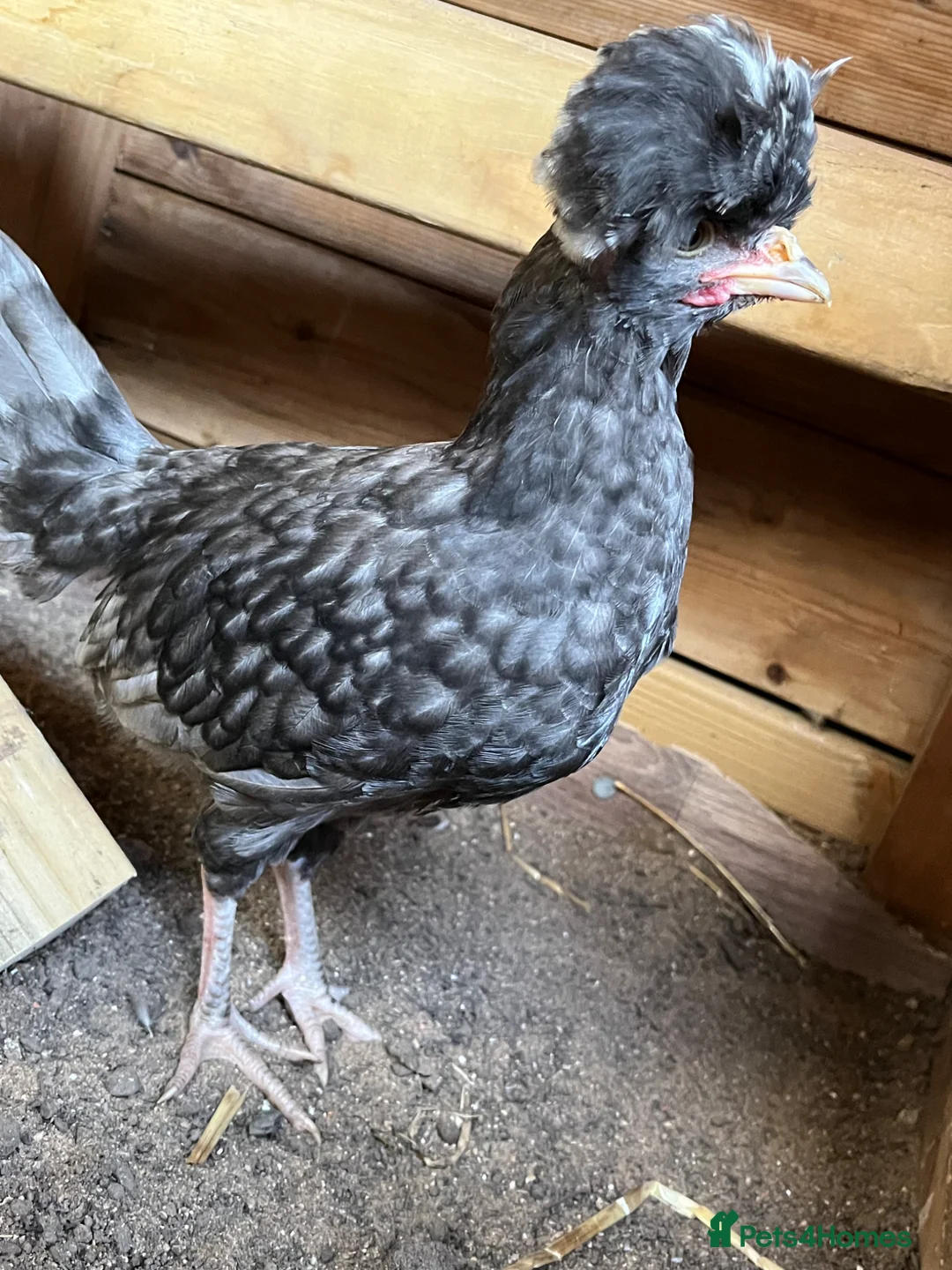Chickens poultry for sale: 2 black polish chicks around 7 weeks old  - Advert 2