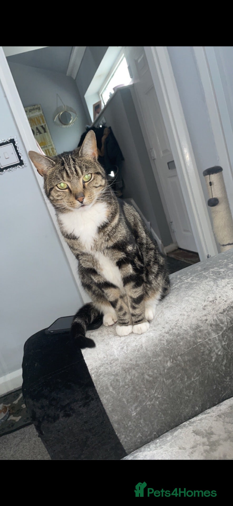 Domestic Shorthair cats Beautiful boy tabby cat  - Advert 11