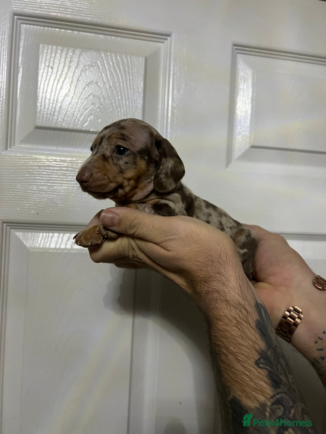 Miniature Dachshund dogs for sale: Isabelle tan dapple miniature dachshund KC reg - Advert 13