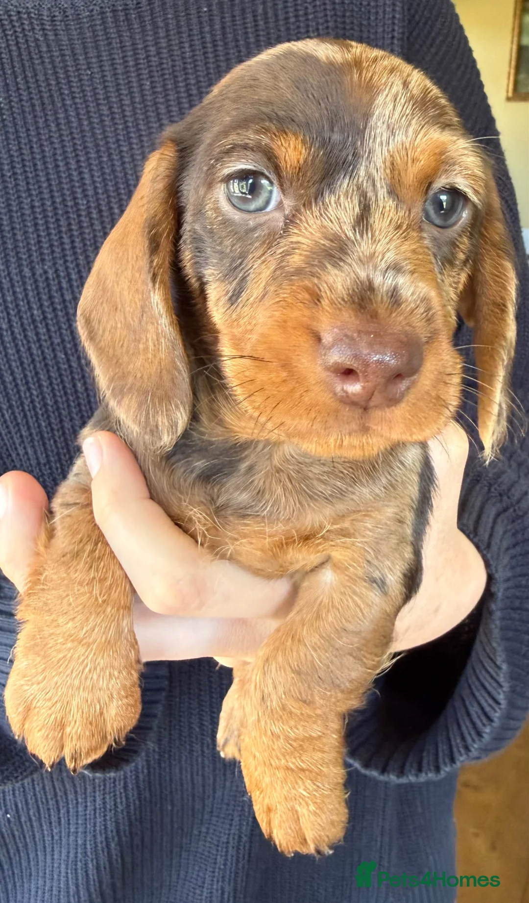 Miniature Dachshund dogs for sale: 🐶kc registered miniature wire haired dachshunds  - Advert 10