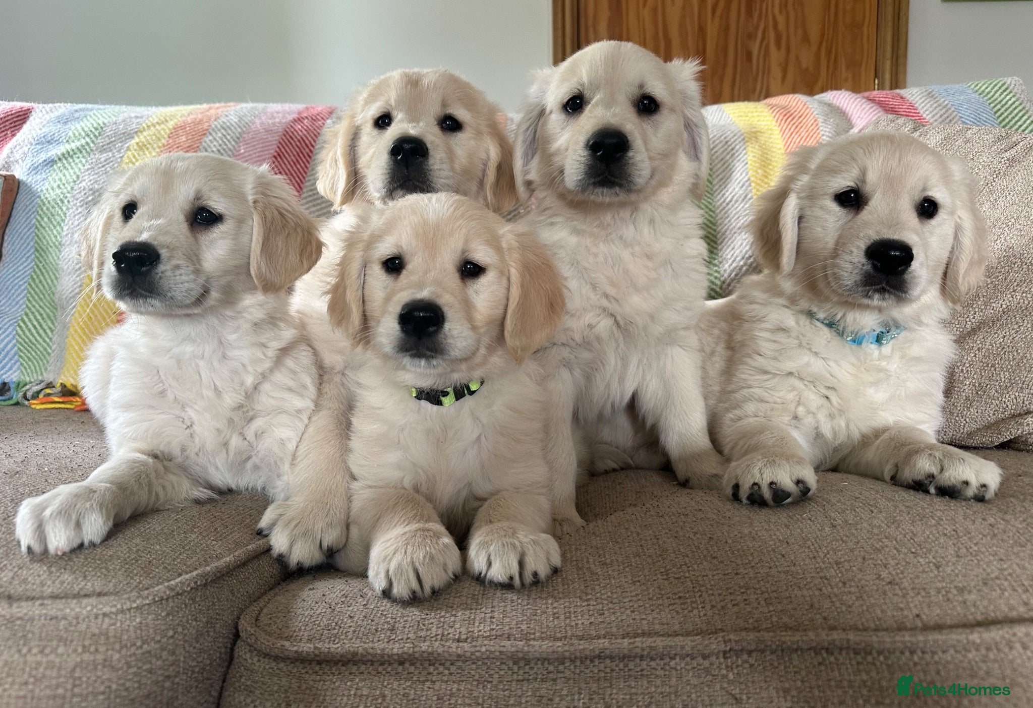 Golden Retriever dogs KC Registered Golden Retriever puppies - Advert 1