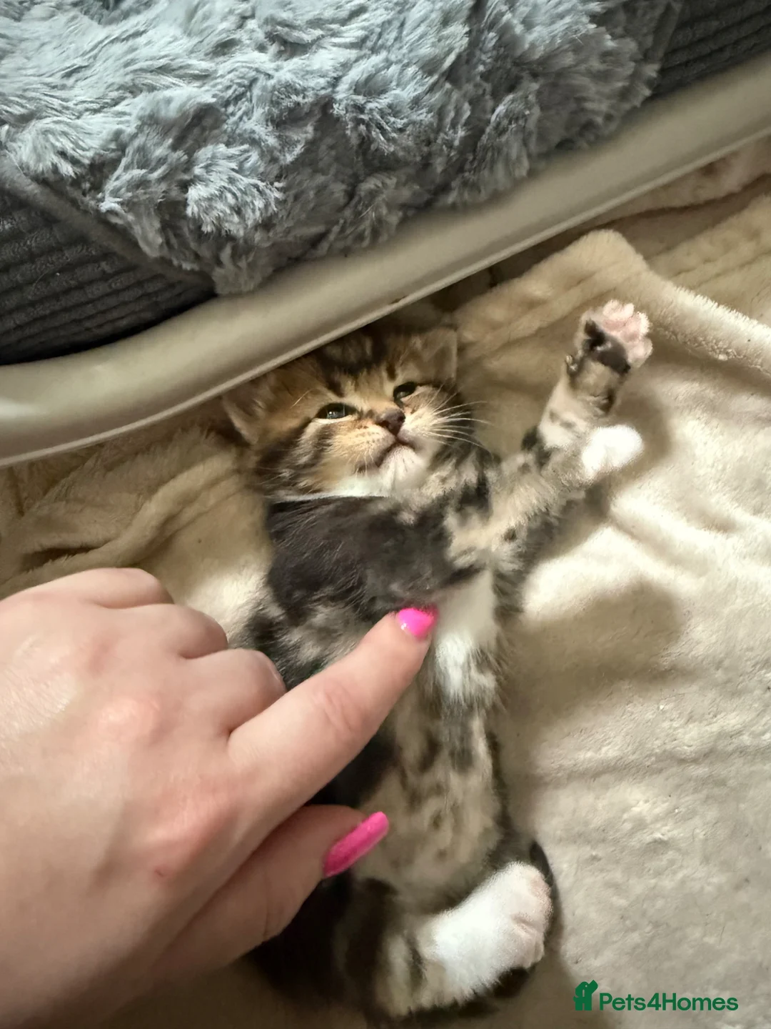 Mixed Breed cats for sale: 3 female kittens in Lockerbie - Advert 2