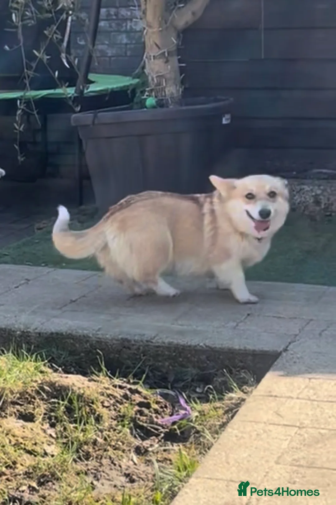 Welsh Corgi Pembroke dogs for sale: Female Welsh Pembroke corji - Advert 2