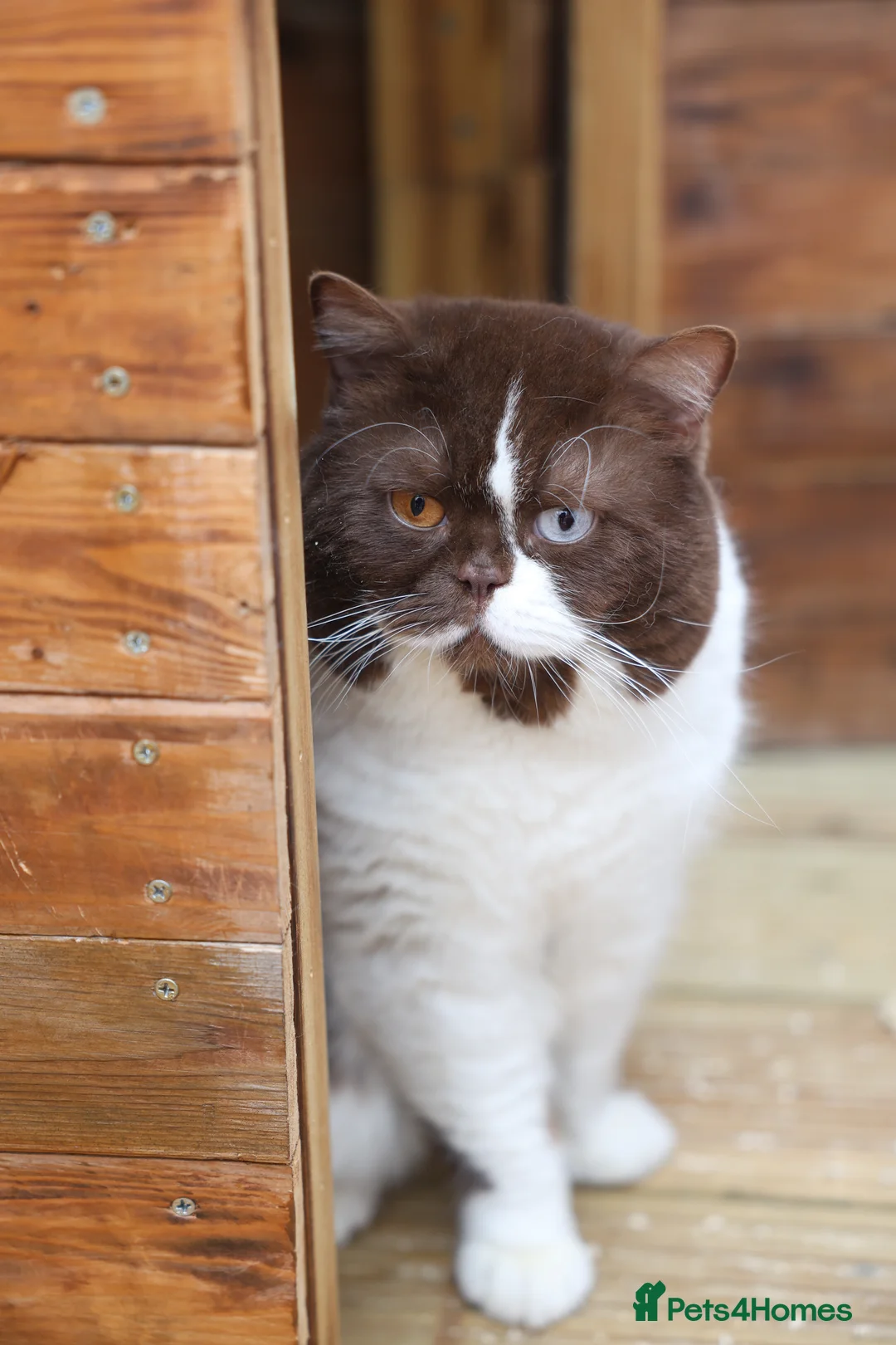 British Shorthair cats for stud: 🏆💎 𝑺𝒖𝒑𝒆𝒓 𝑰𝒎𝒑𝒐𝒓𝒕 𝑩𝑺𝑯 💎🏆 in Chigwell - Advert 3