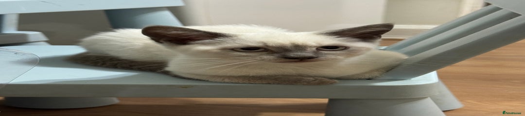 British Shorthair Kitten 1