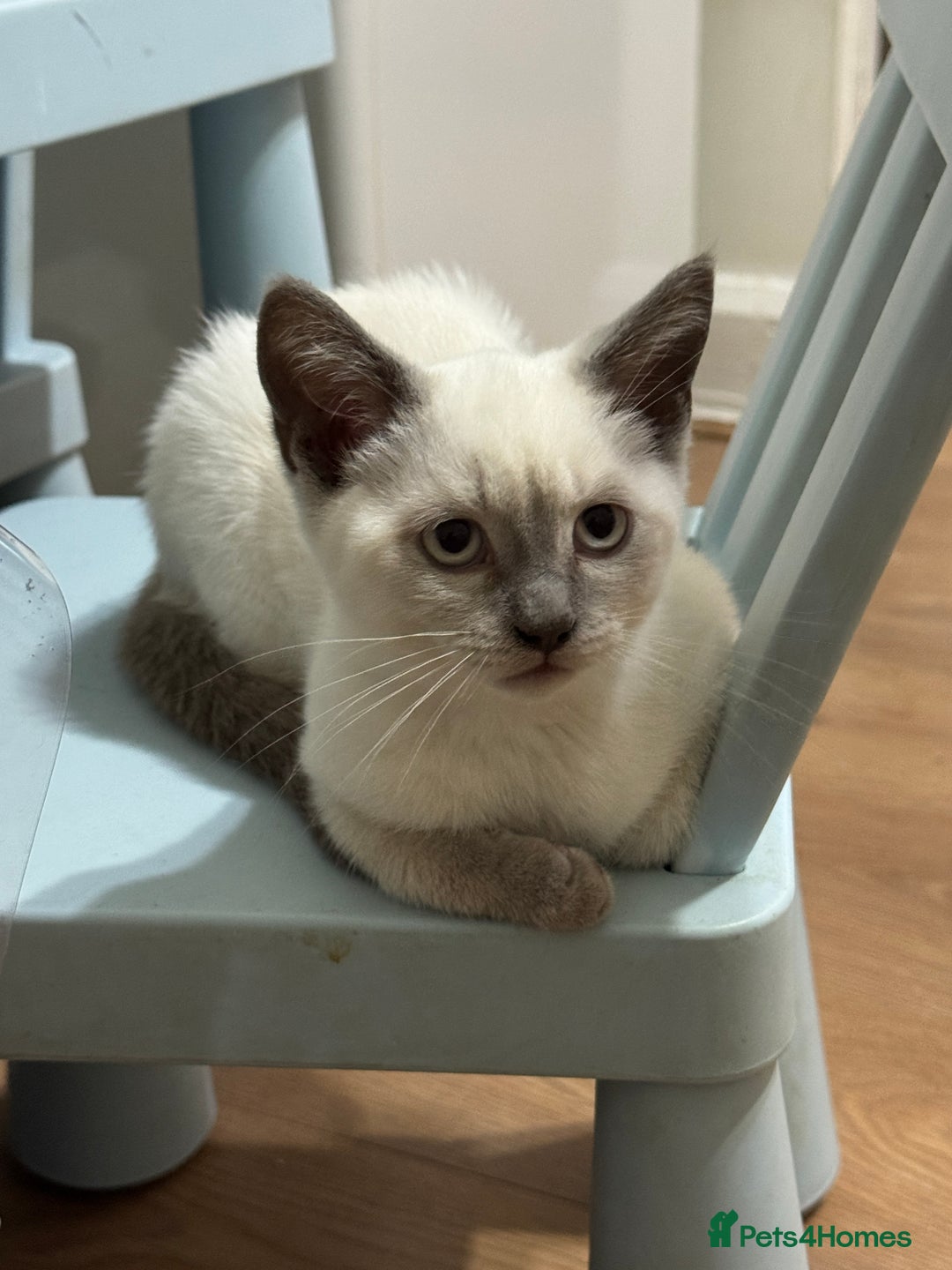 British Shorthair cats for sale: Gorgeous British Shorthair Kitten– Ready to Leave - Image 7