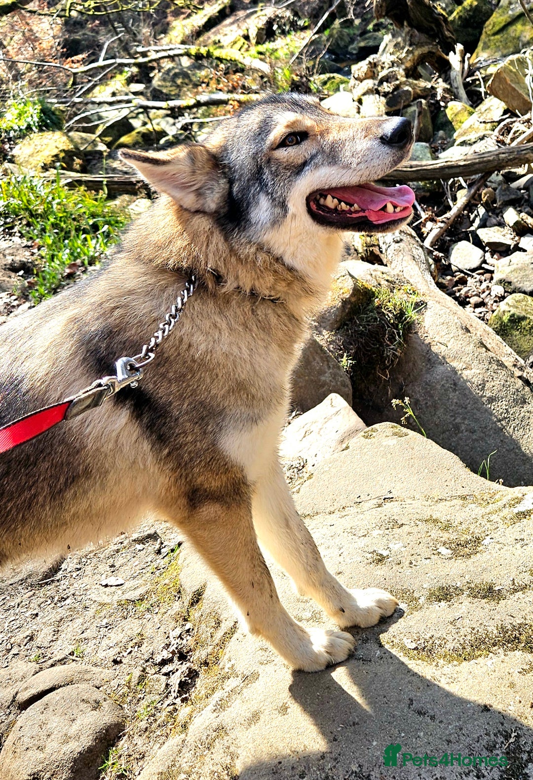 Northern Inuit dogs for sale: Tamaskan Puppies - Image 5