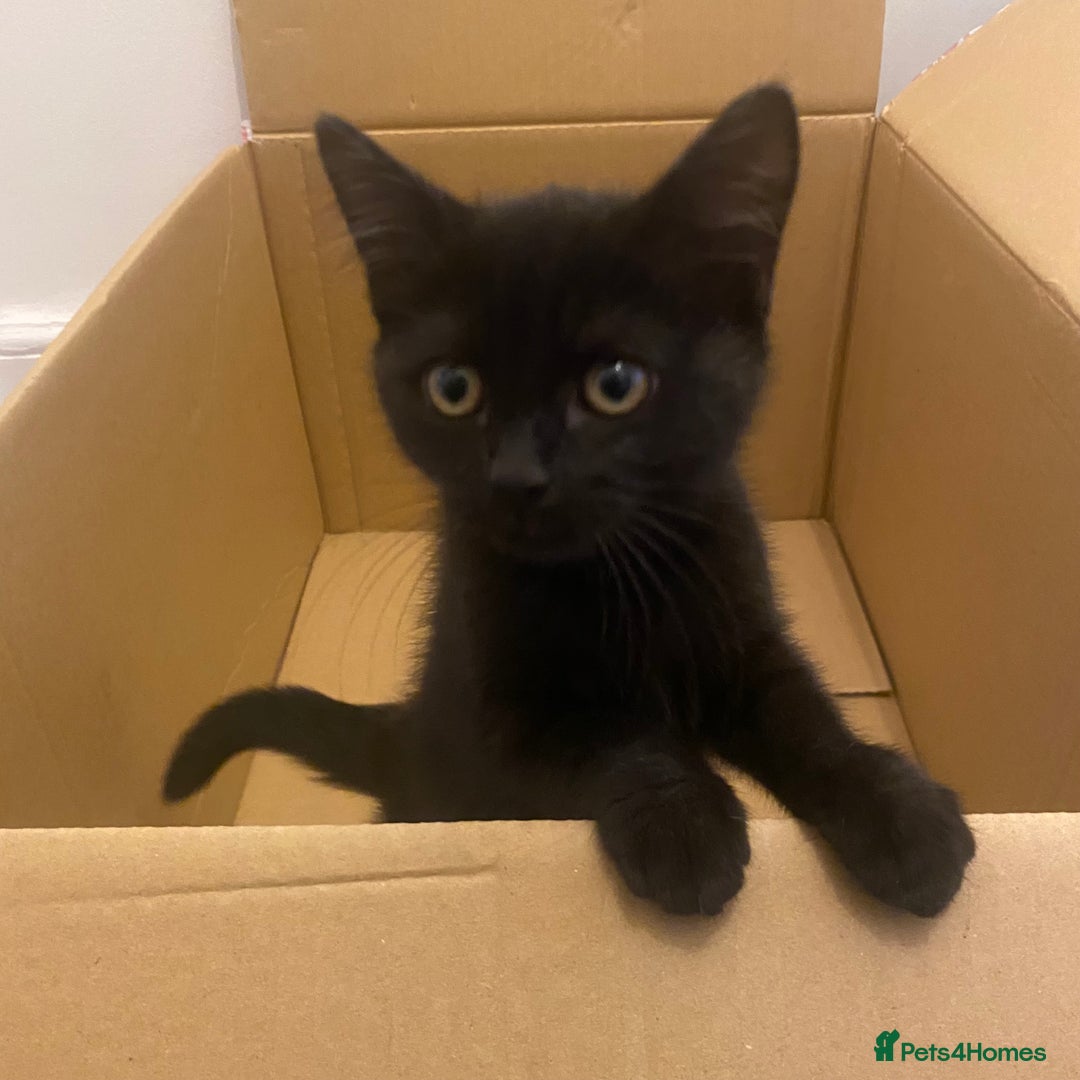 Himalayan cats for sale: Gorgeous Last kitten Girl 🩷 found home ‼️‼️ - Image 31