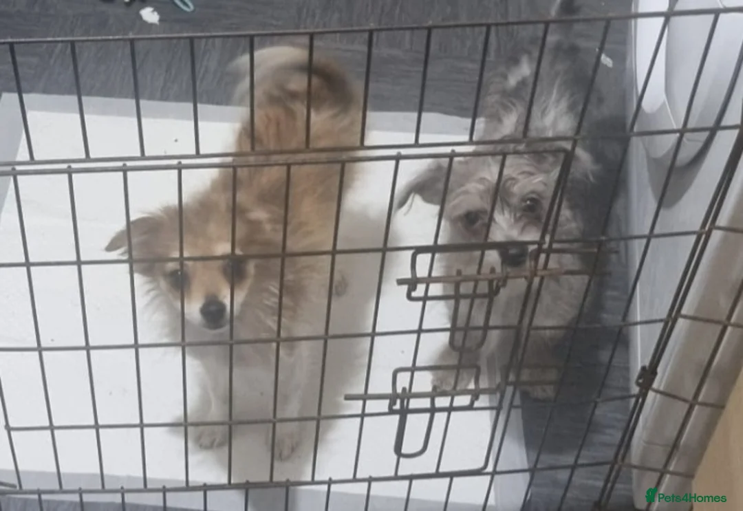 Chorkie dogs for sale:  merle chorkie, toy pomeranian open to offers - Advert 2