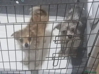 Chorkie dogs Merlemale chorkie£600ono female toypomerian£900ono - Advert 11