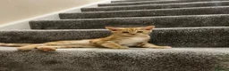 Mixed Breed cats for sale: Lovely playful kitten ginger boy - Advert 8