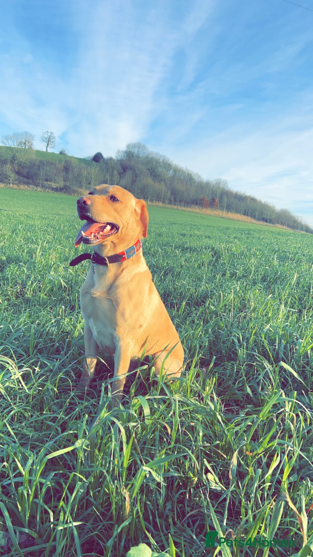Labrador Retriever dogs for stud: Stud dog in Yeovil - Advert 2