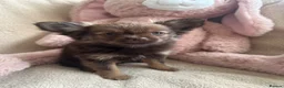 Pomeranian dogs for sale: Pomeranian  - Advert 18