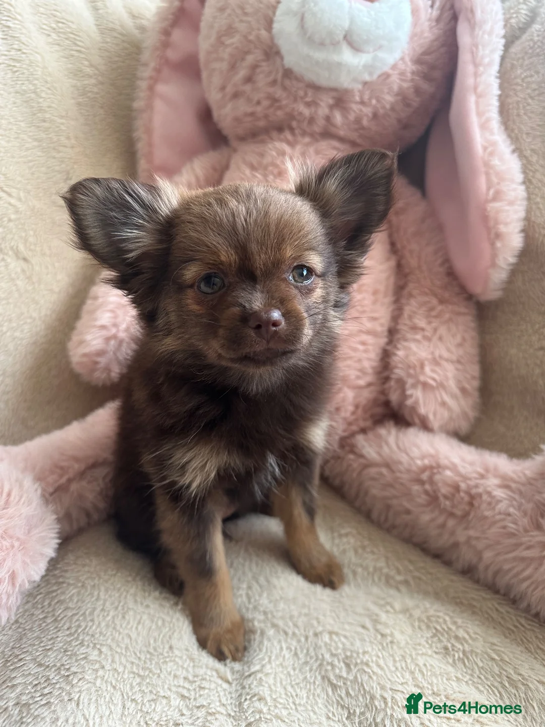 Pomeranian dogs for sale: Pomeranian  - Advert 18