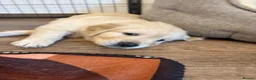 Golden Retriever dogs for sale: Golden puppies - Advert 5